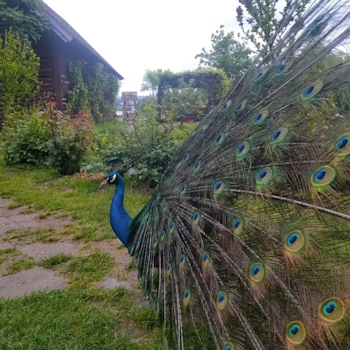 Radmilovac trail 2026